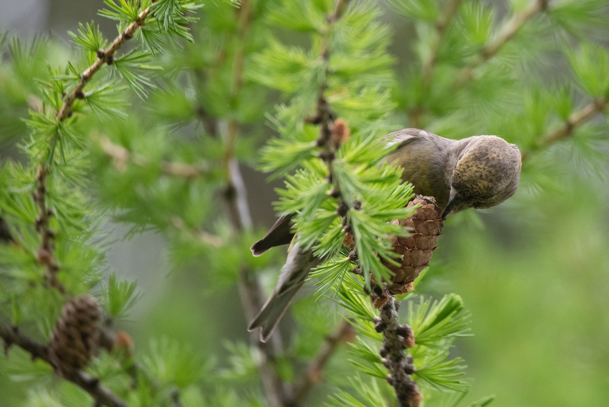 Red Crossbill - Philippe Hénault