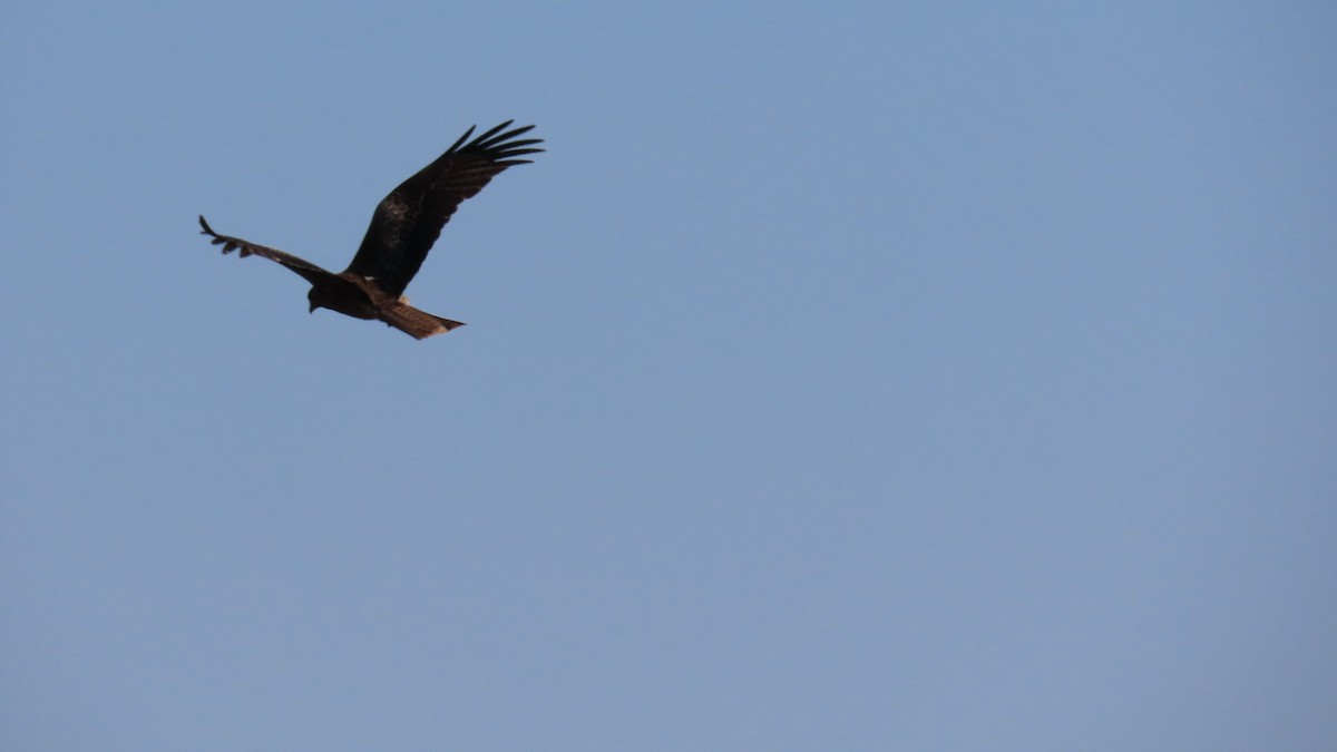 Black Kite - YUKIKO ISHIKAWA