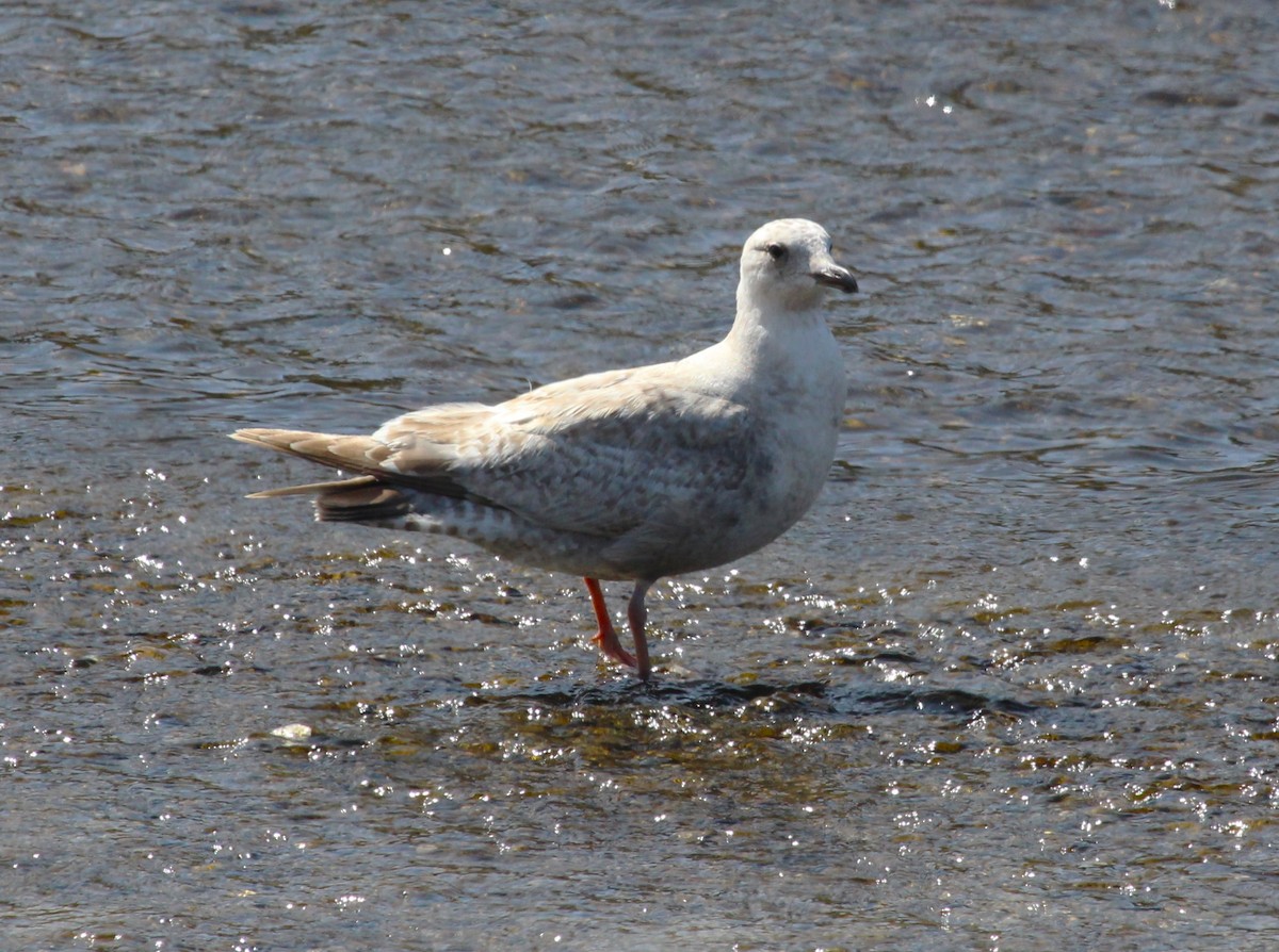 Iceland Gull - Roger Hammer