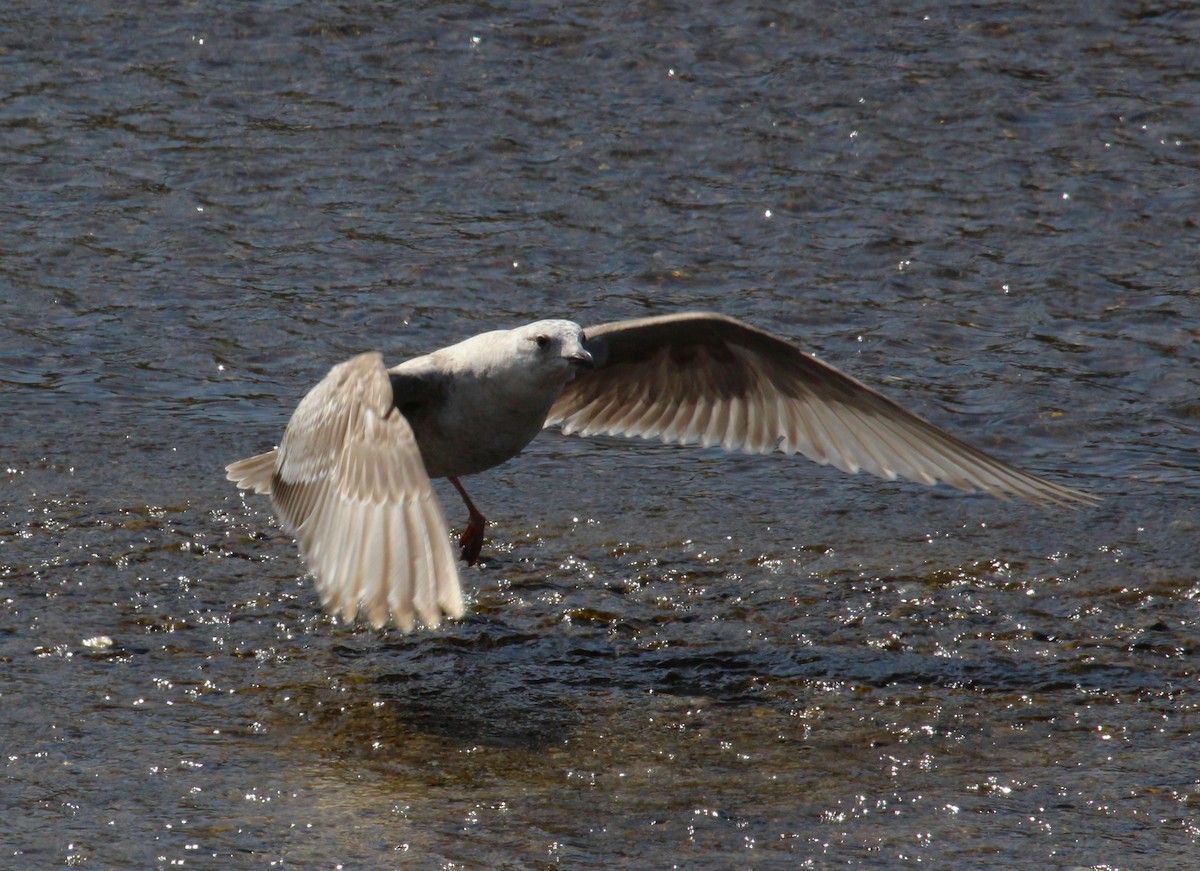 Gaviota Groenlandesa - ML619429443