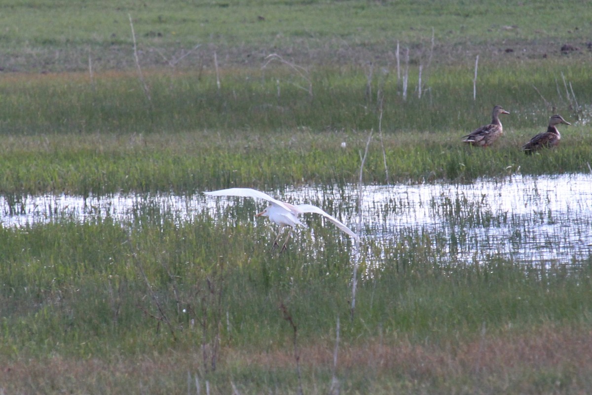 Western Cattle Egret - ML619429448