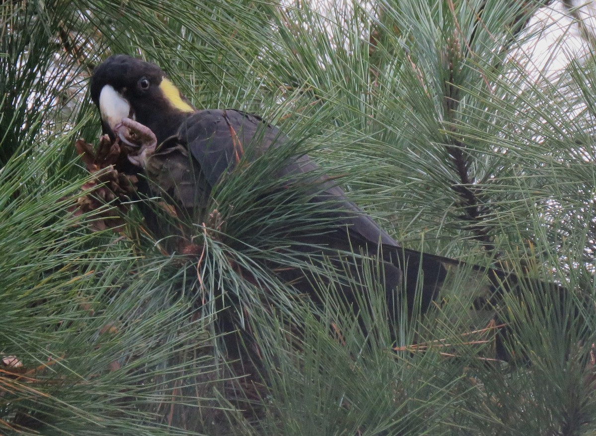 Yellow-tailed Black-Cockatoo - Catherine Hirsch