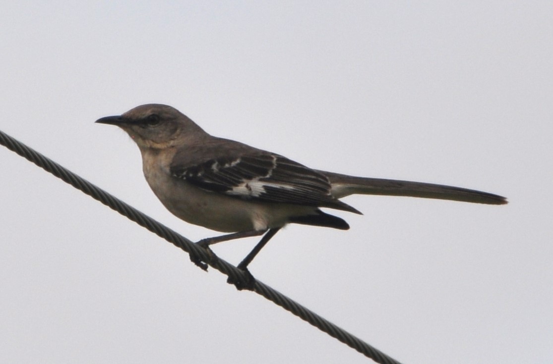 Northern Mockingbird - Bill Huser