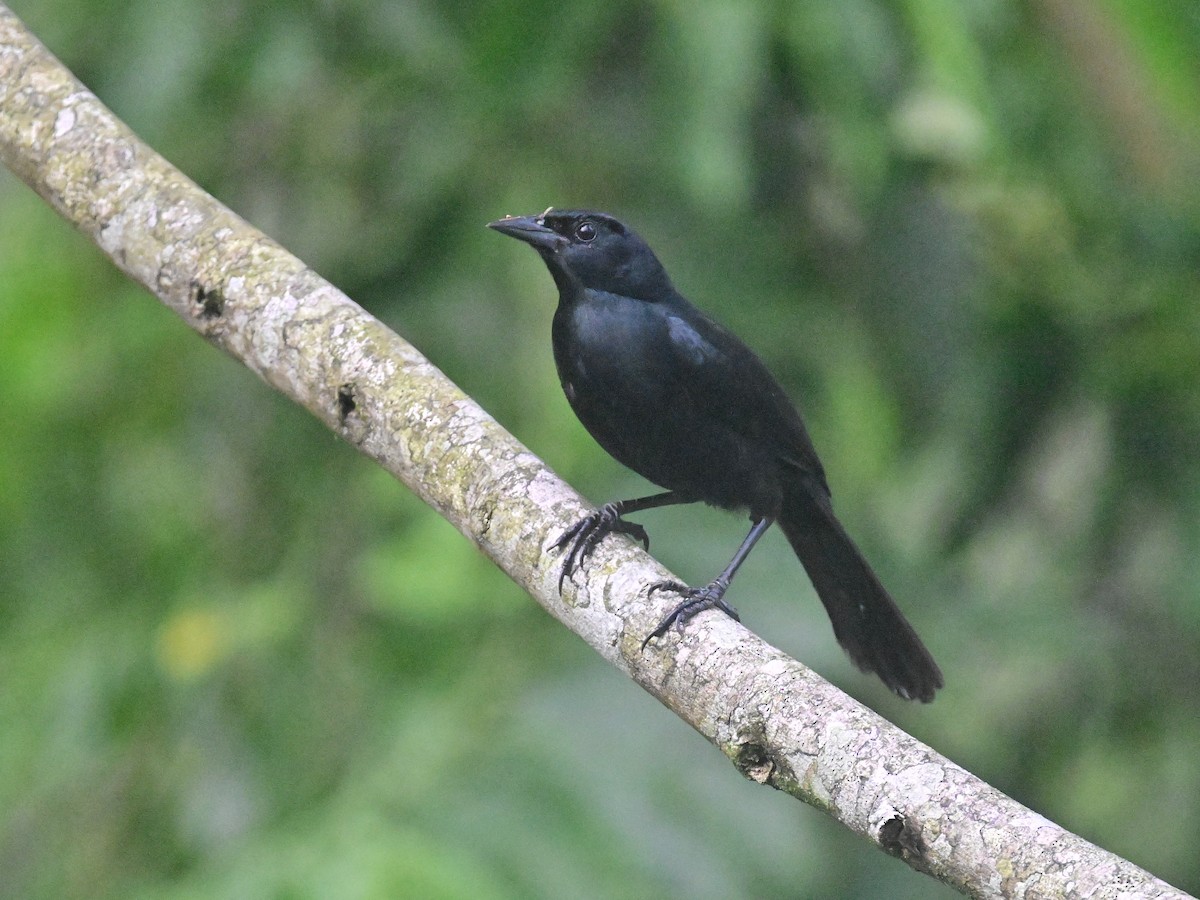 Bronzed Cowbird - Vivian Fung