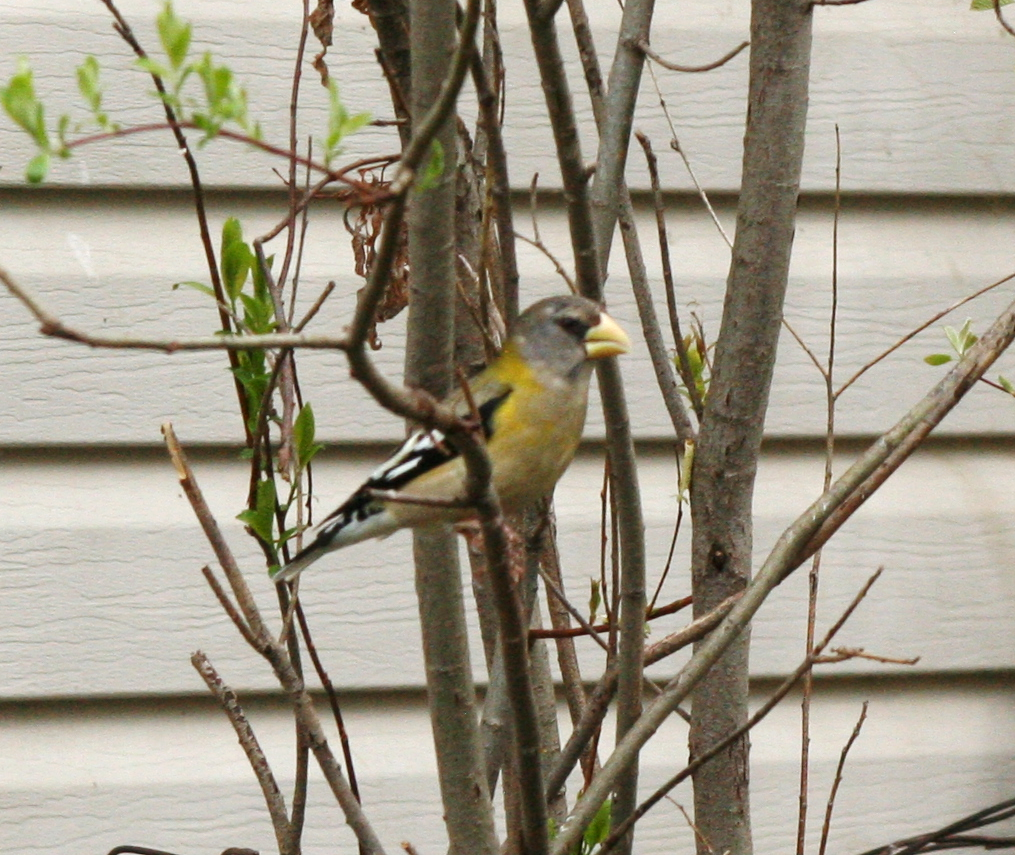 Evening Grosbeak - Muriel & Jennifer Mueller