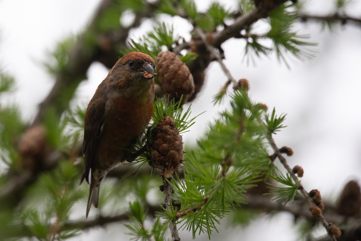 Red Crossbill - Philippe Hénault