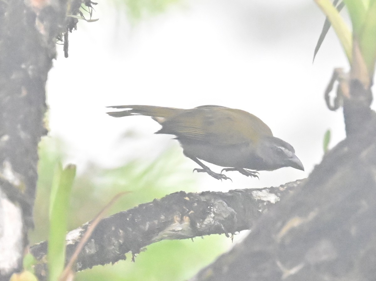 Buff-throated Saltator - Vivian Fung