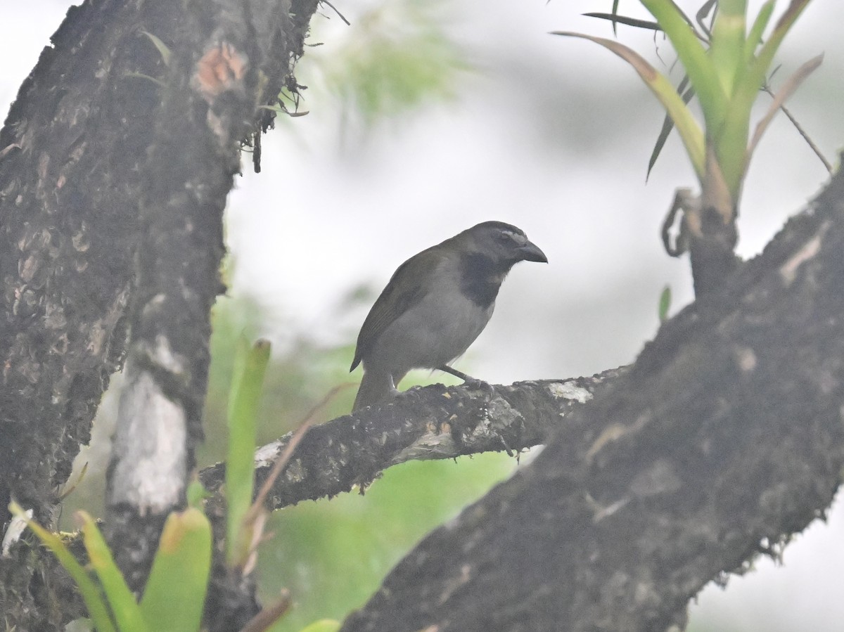 Buff-throated Saltator - Vivian Fung