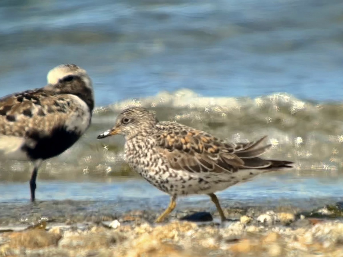 Surfbird - Detlef Buettner