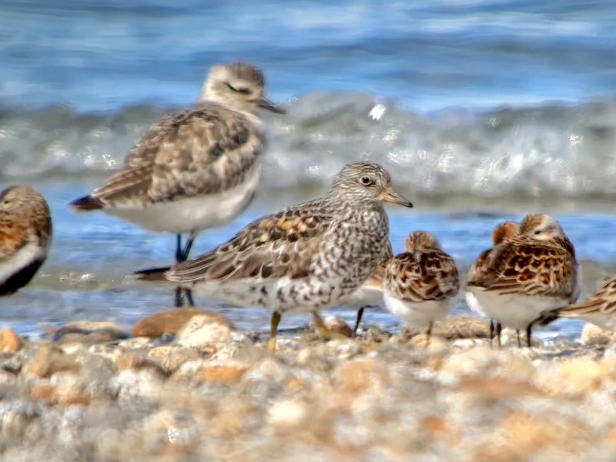 Surfbird - Detlef Buettner