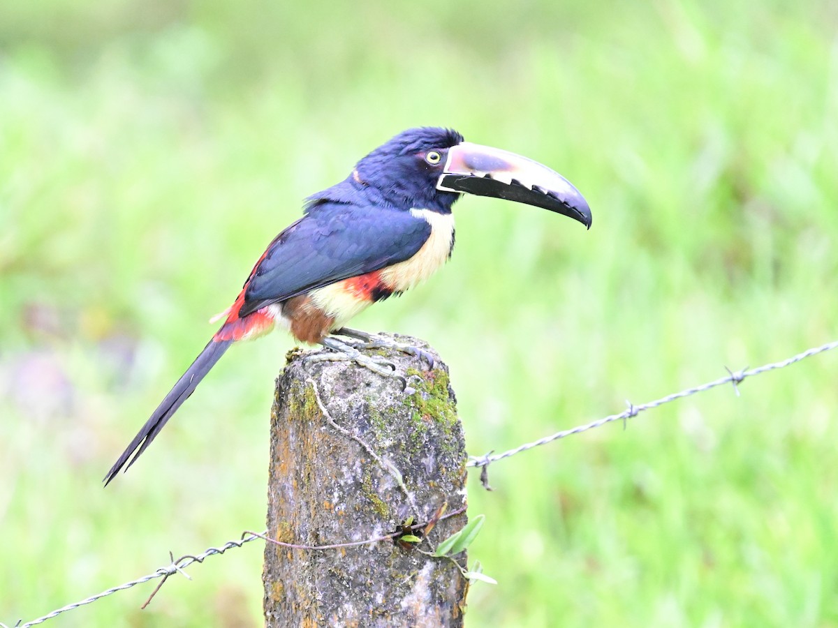 Collared Aracari - Vivian Fung