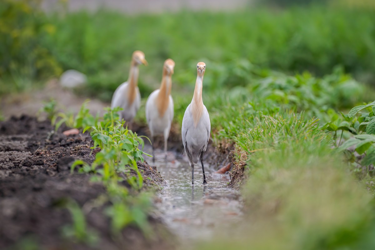 volavka dobytčí - ML619429487