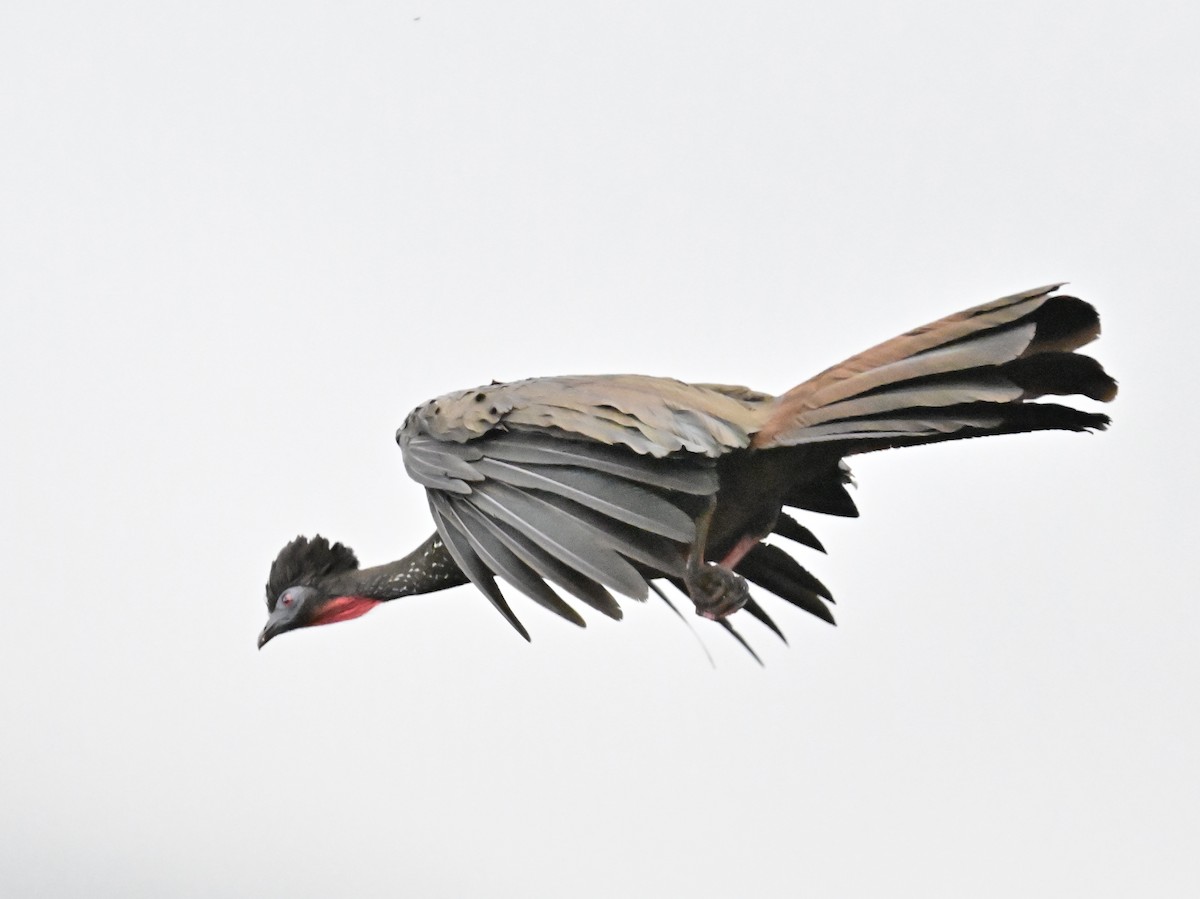 Crested Guan - Vivian Fung