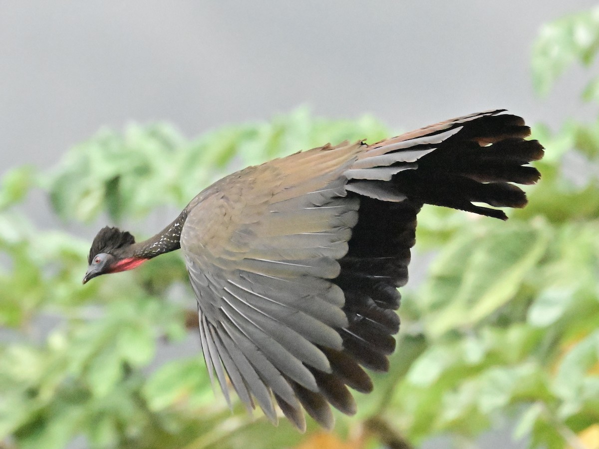 Crested Guan - Vivian Fung