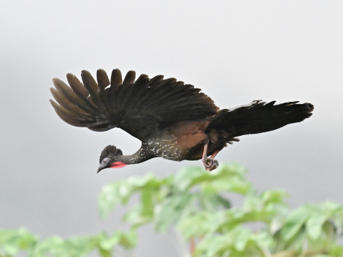 Crested Guan - Vivian Fung