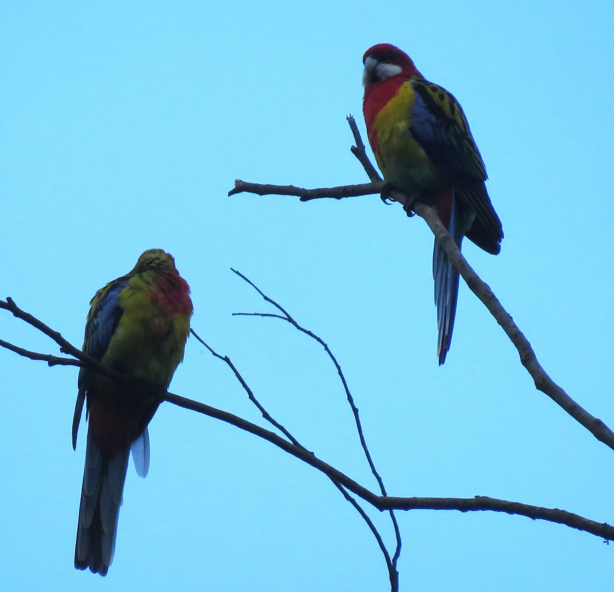 Eastern Rosella - Catherine Hirsch