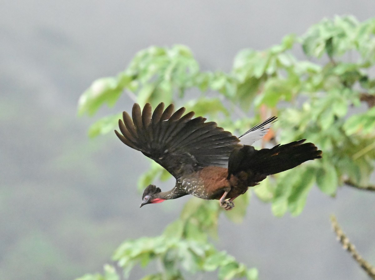 Crested Guan - Vivian Fung