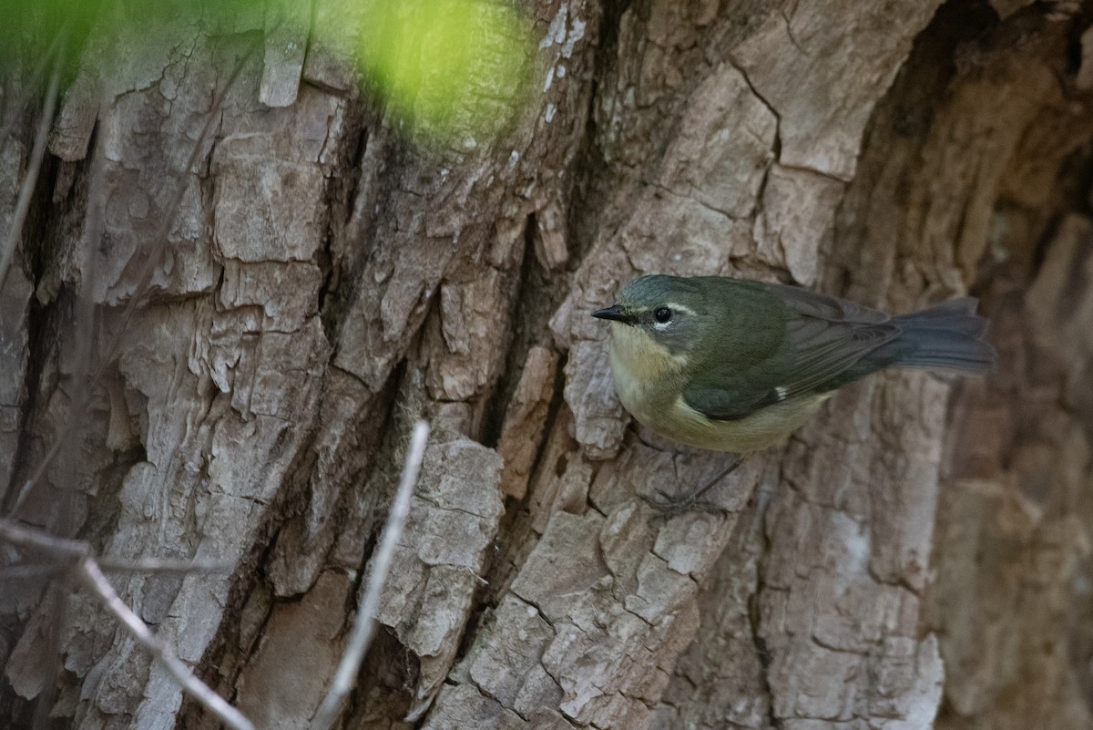 Black-throated Blue Warbler - Philippe Hénault