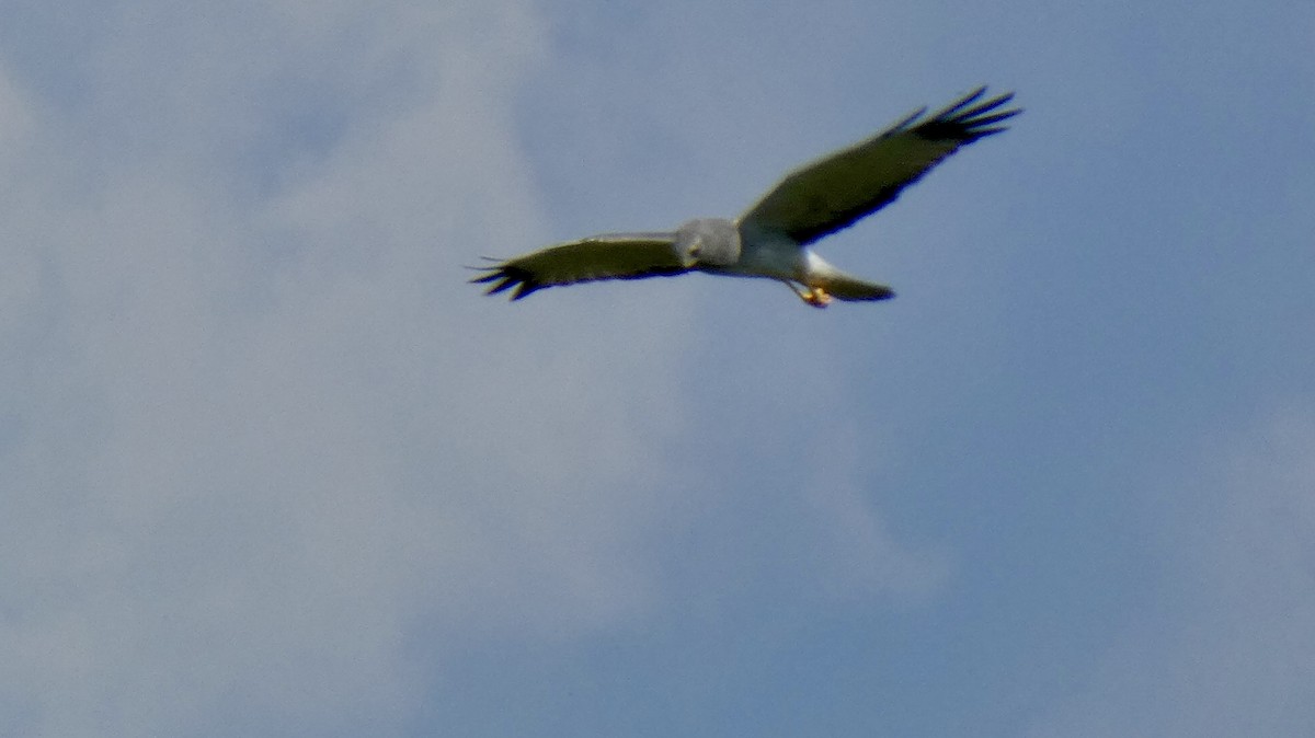 Northern Harrier - ML619429501