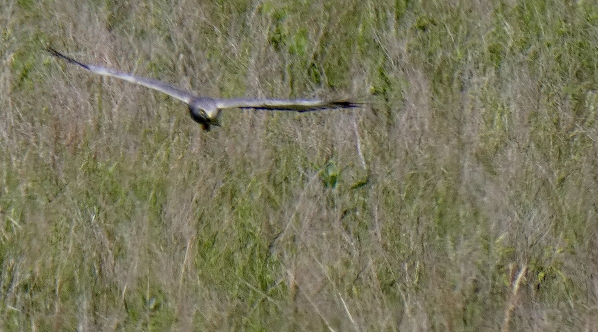 Northern Harrier - ML619429503