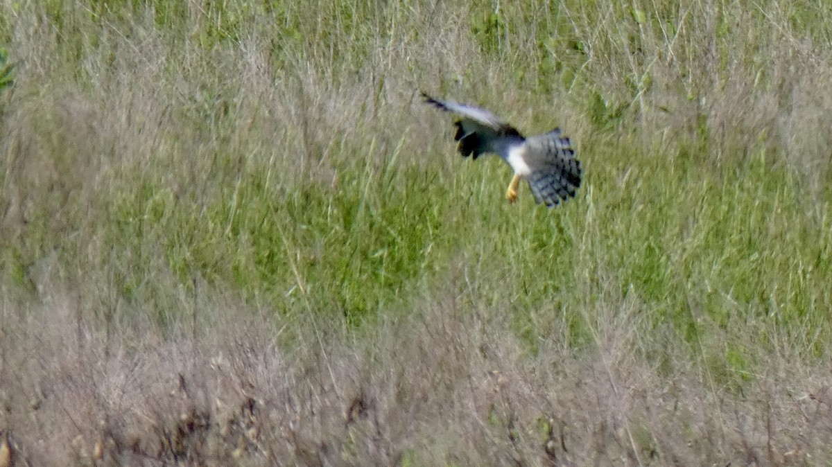 Northern Harrier - ML619429504