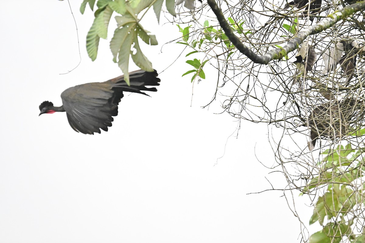 Crested Guan - Vivian Fung