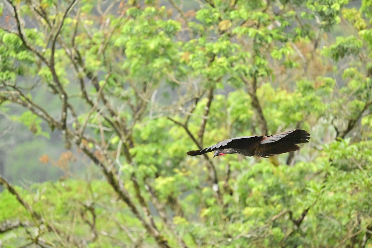 Crested Guan - Vivian Fung