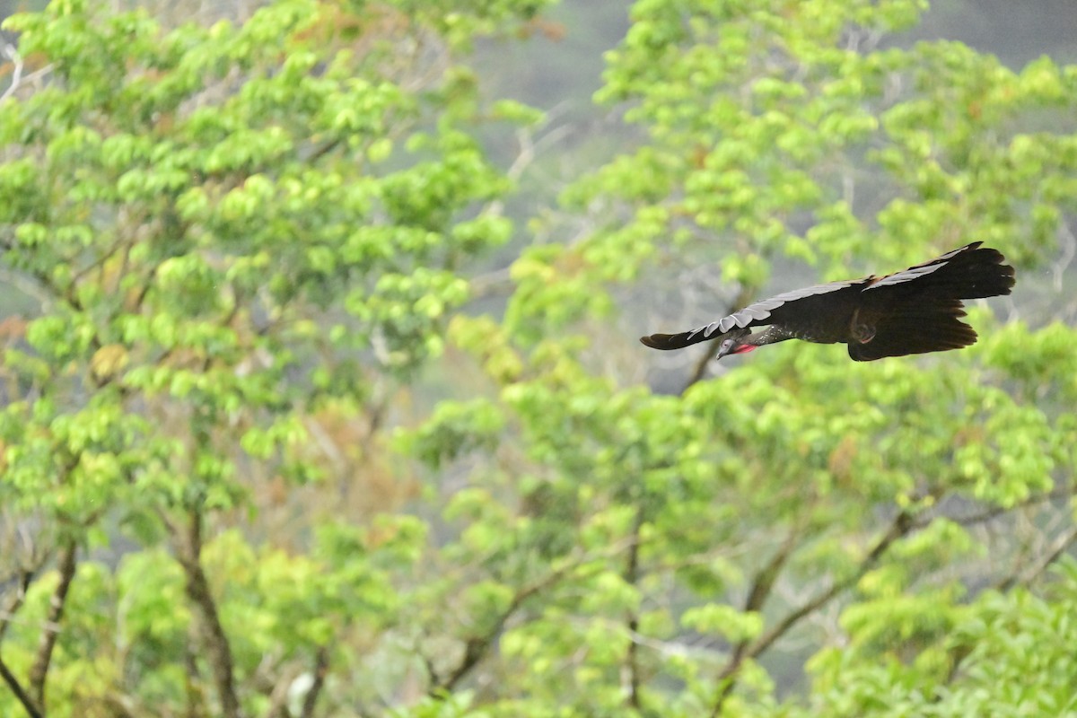 Crested Guan - Vivian Fung