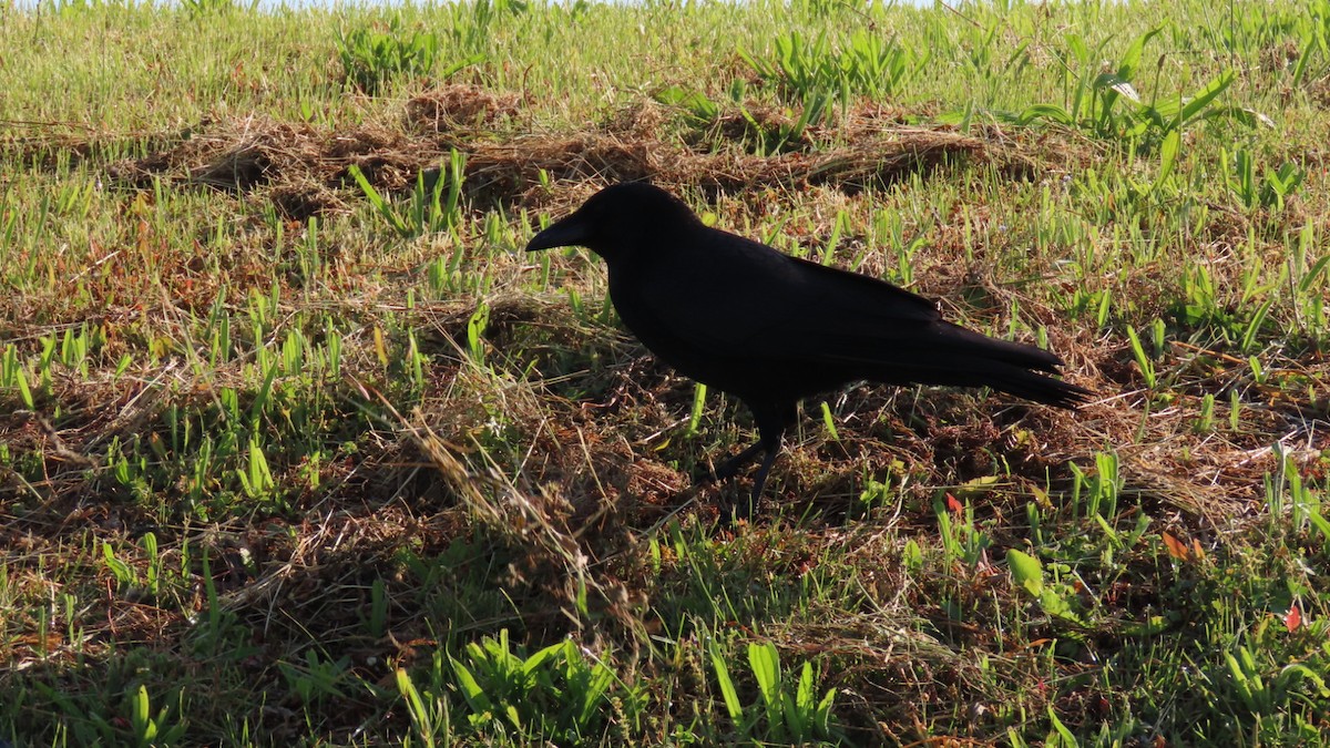 Carrion Crow - YUKIKO ISHIKAWA