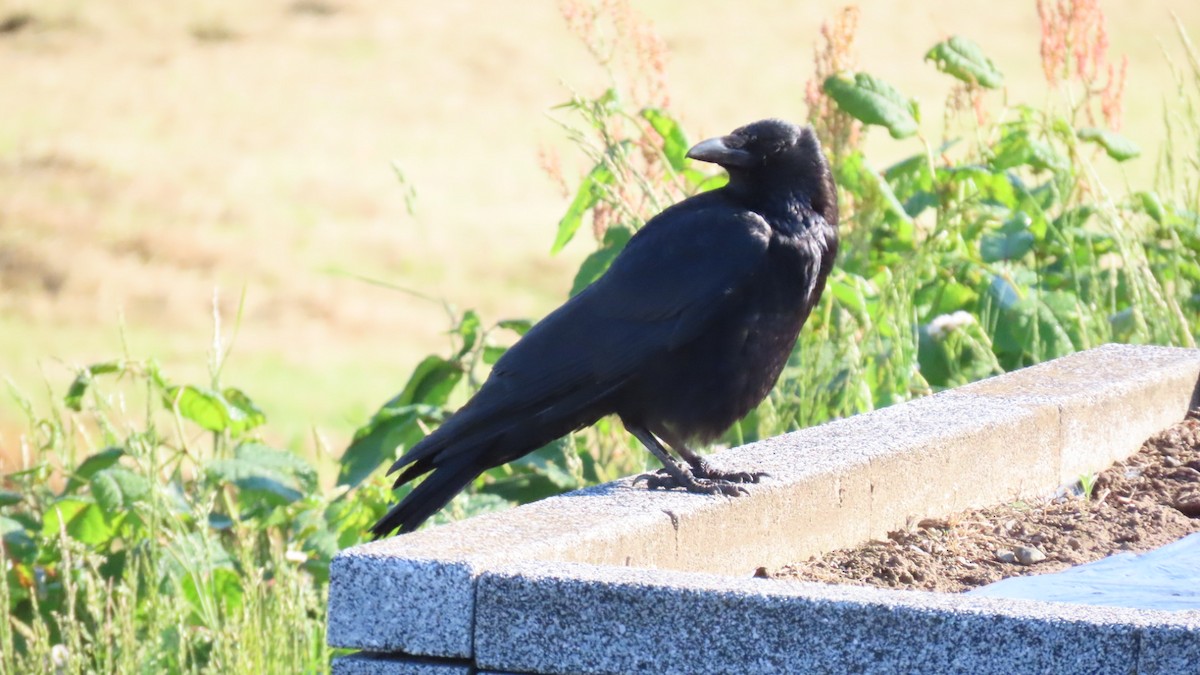 Carrion Crow - YUKIKO ISHIKAWA