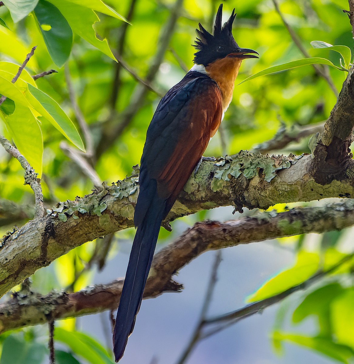 Chestnut-winged Cuckoo - James Moore (Maryland)