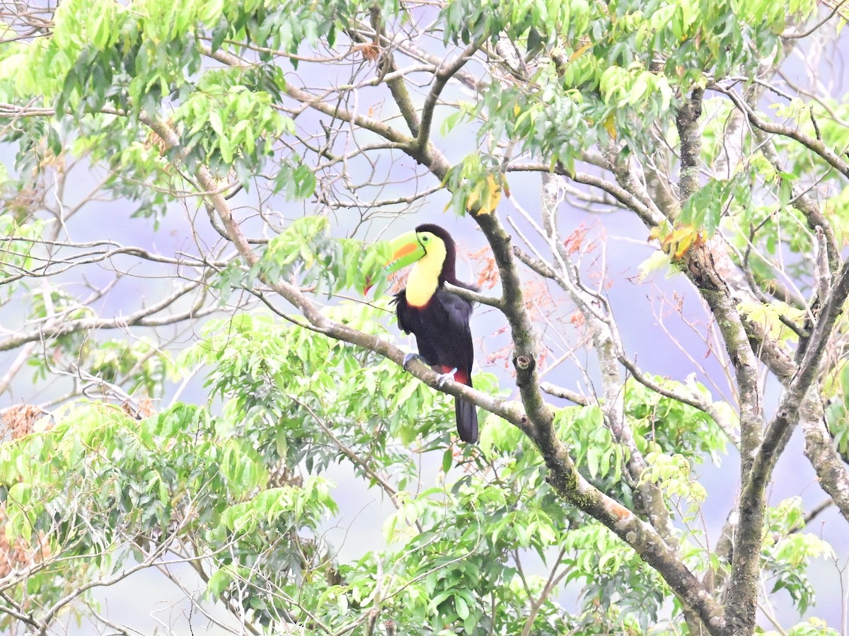 Keel-billed Toucan - Vivian Fung