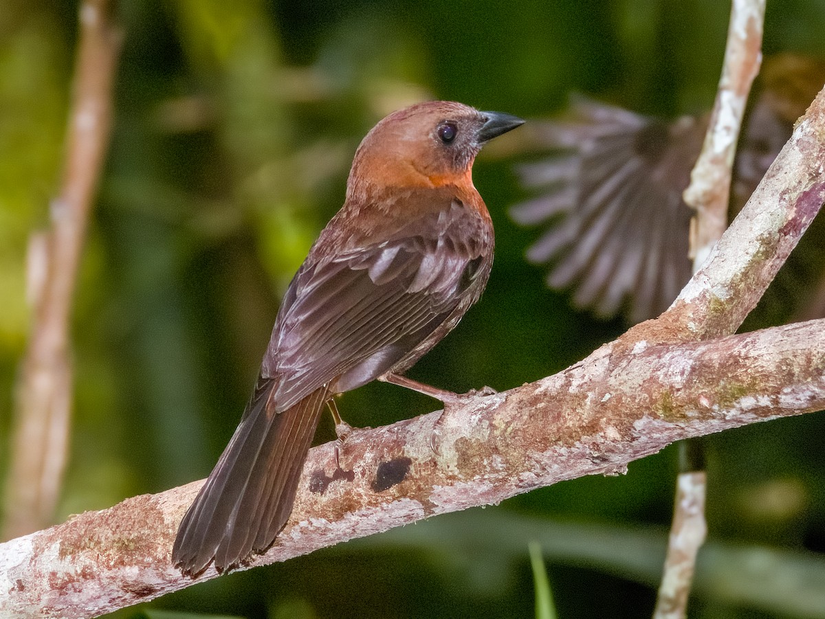 Red-throated Ant-Tanager - Imogen Warren