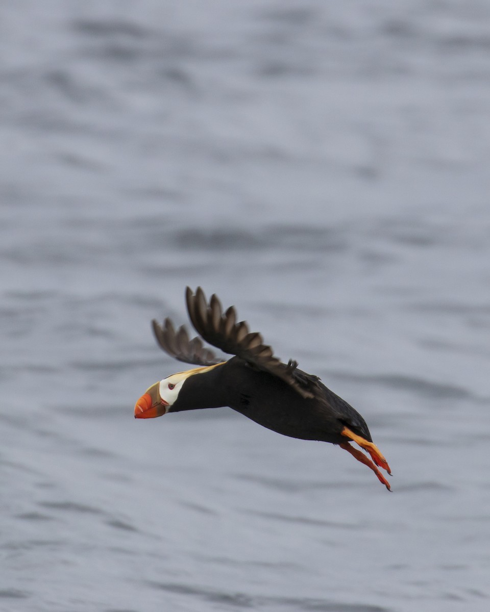 Tufted Puffin - Mark Sawyer