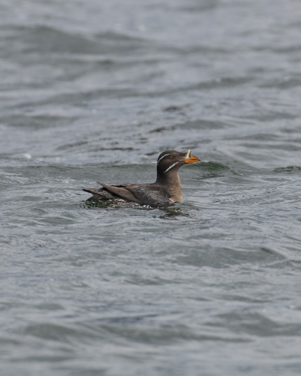 Rhinoceros Auklet - Mark Sawyer