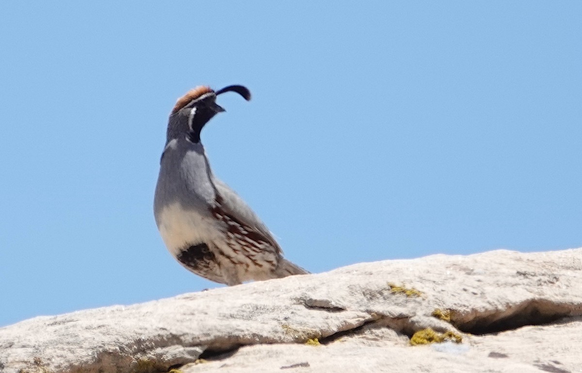 Gambel's Quail - Peter Williams