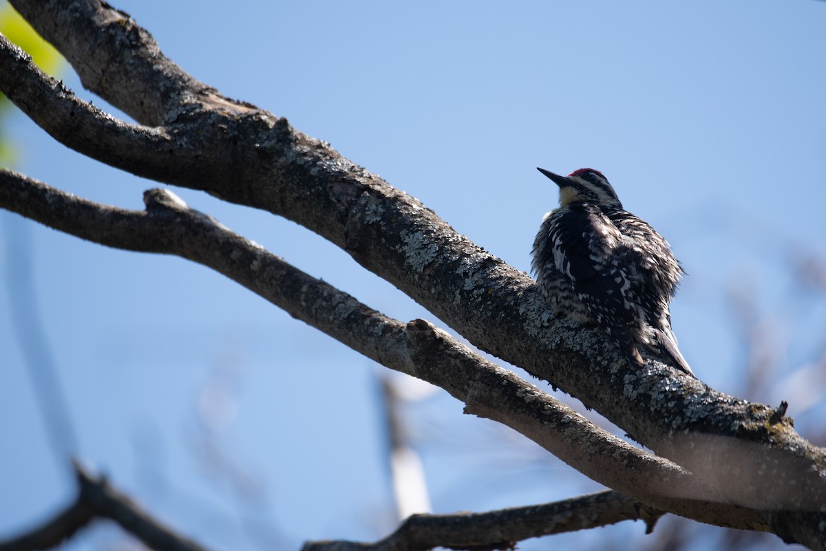 Yellow-bellied Sapsucker - Philippe Hénault