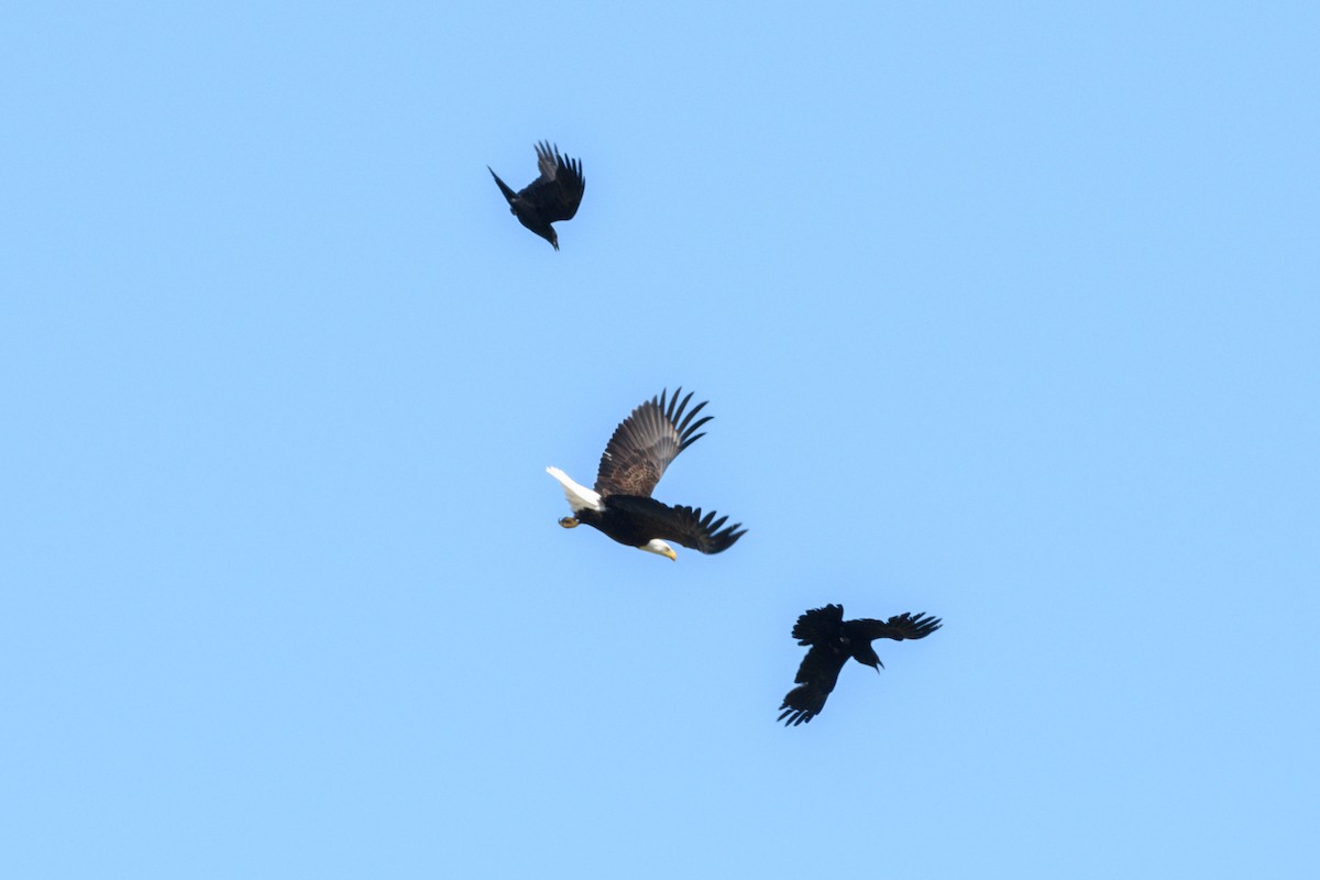 Bald Eagle - Jeremiah Fisher