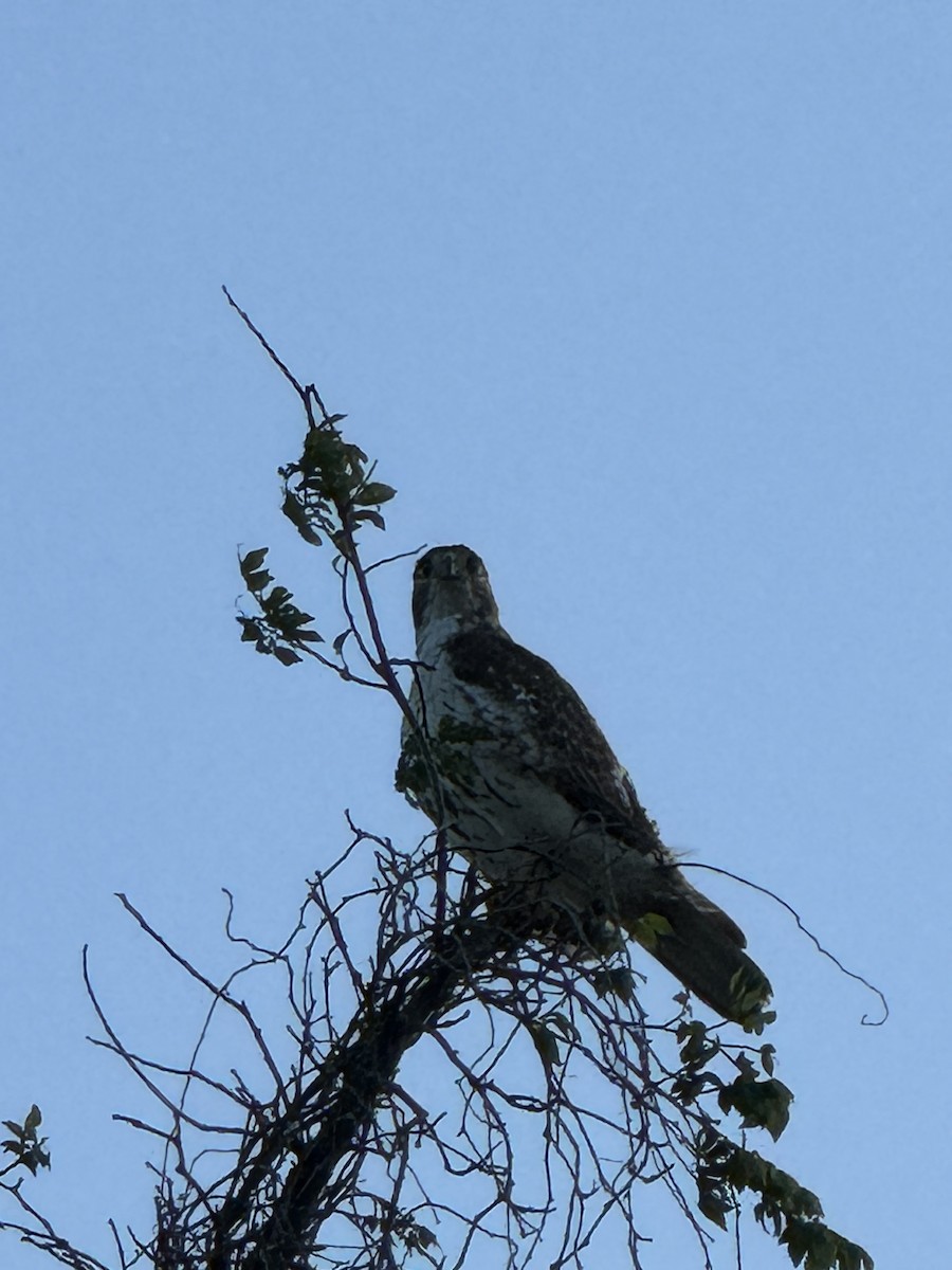 Red-tailed Hawk - Julie Miller-Cribbs