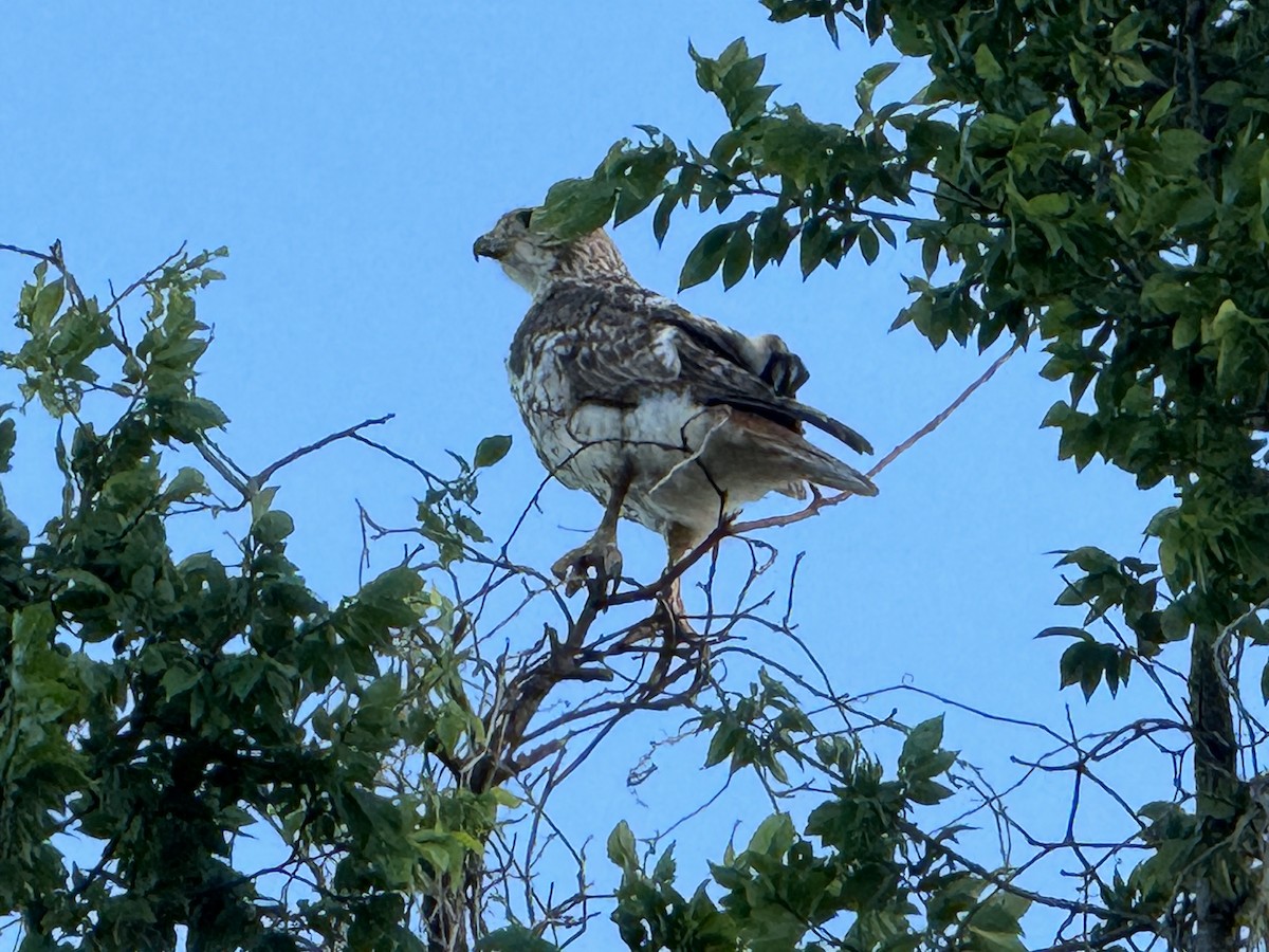 Red-tailed Hawk - Julie Miller-Cribbs