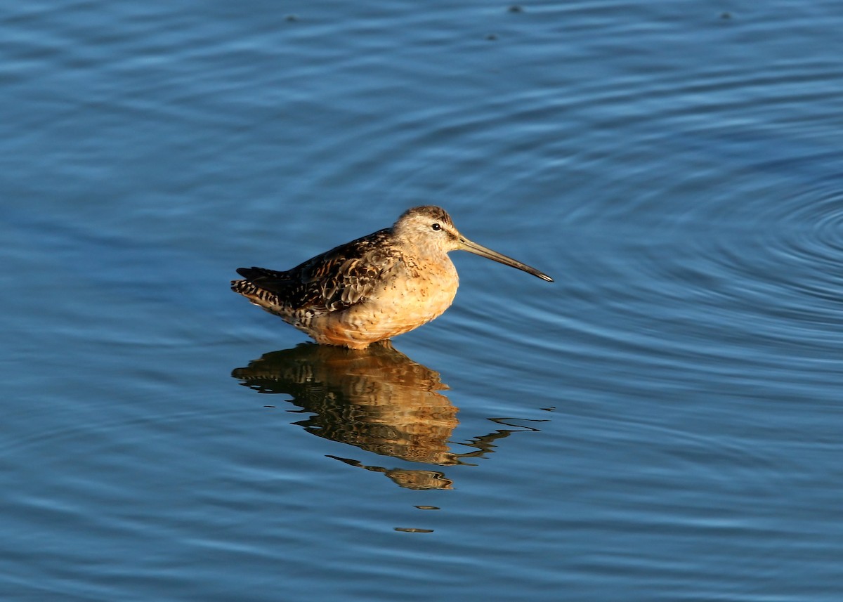 Long-billed Dowitcher - William Clark