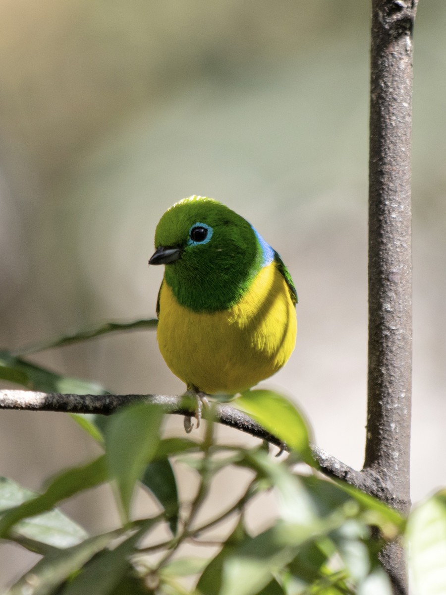 Blue-naped Chlorophonia - Rene sun