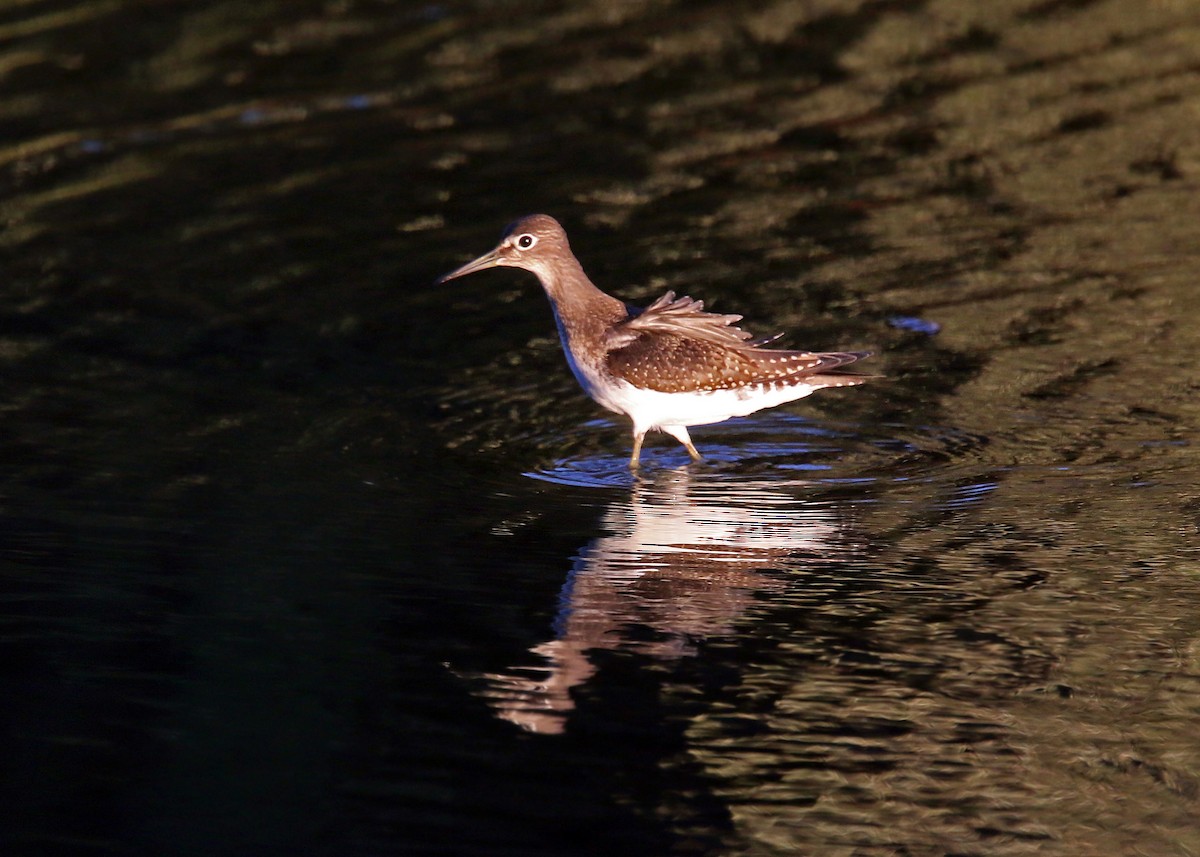 Solitary Sandpiper - William Clark