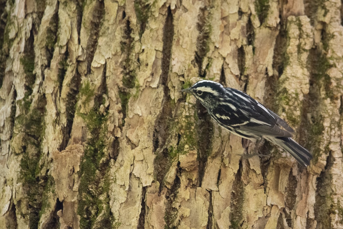 Black-and-white Warbler - Philippe Hénault