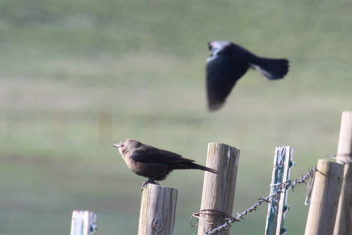 Brewer's Blackbird - ML619429601