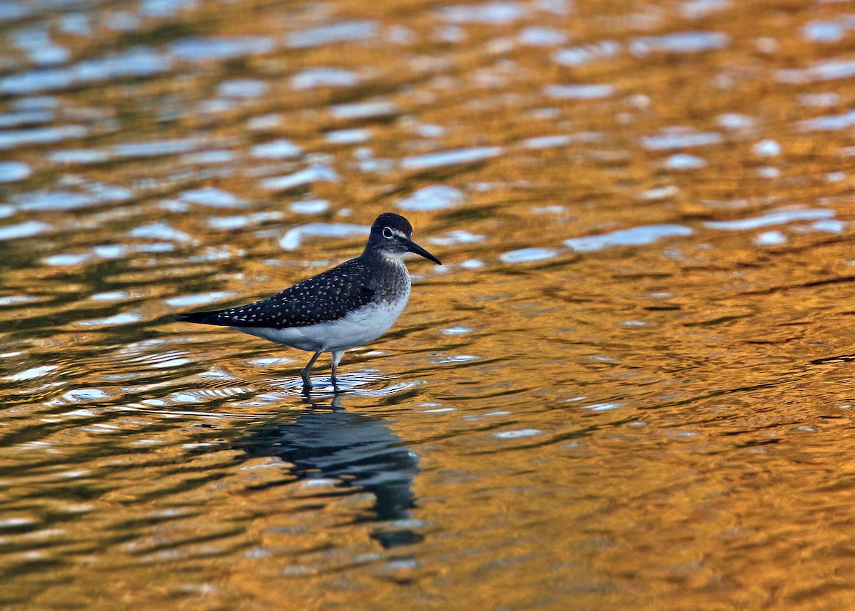 Solitary Sandpiper - William Clark