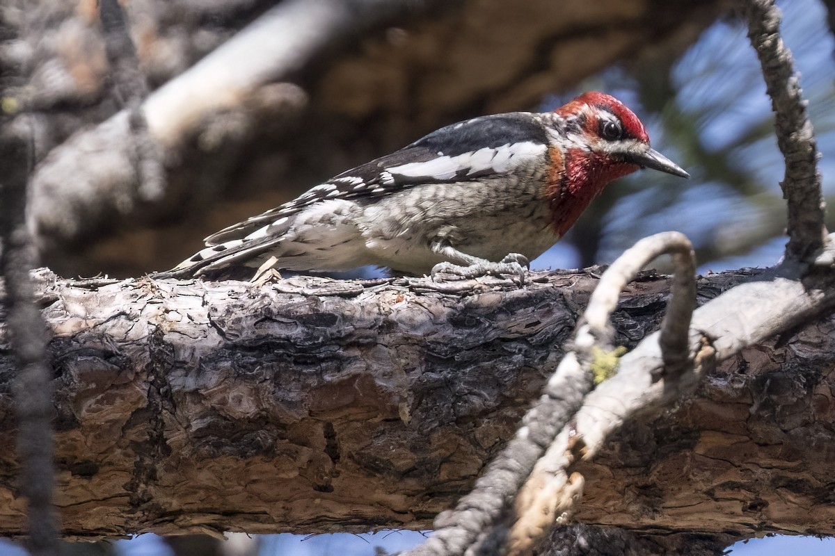 Red-naped x Red-breasted Sapsucker (hybrid) - Robert Lockett