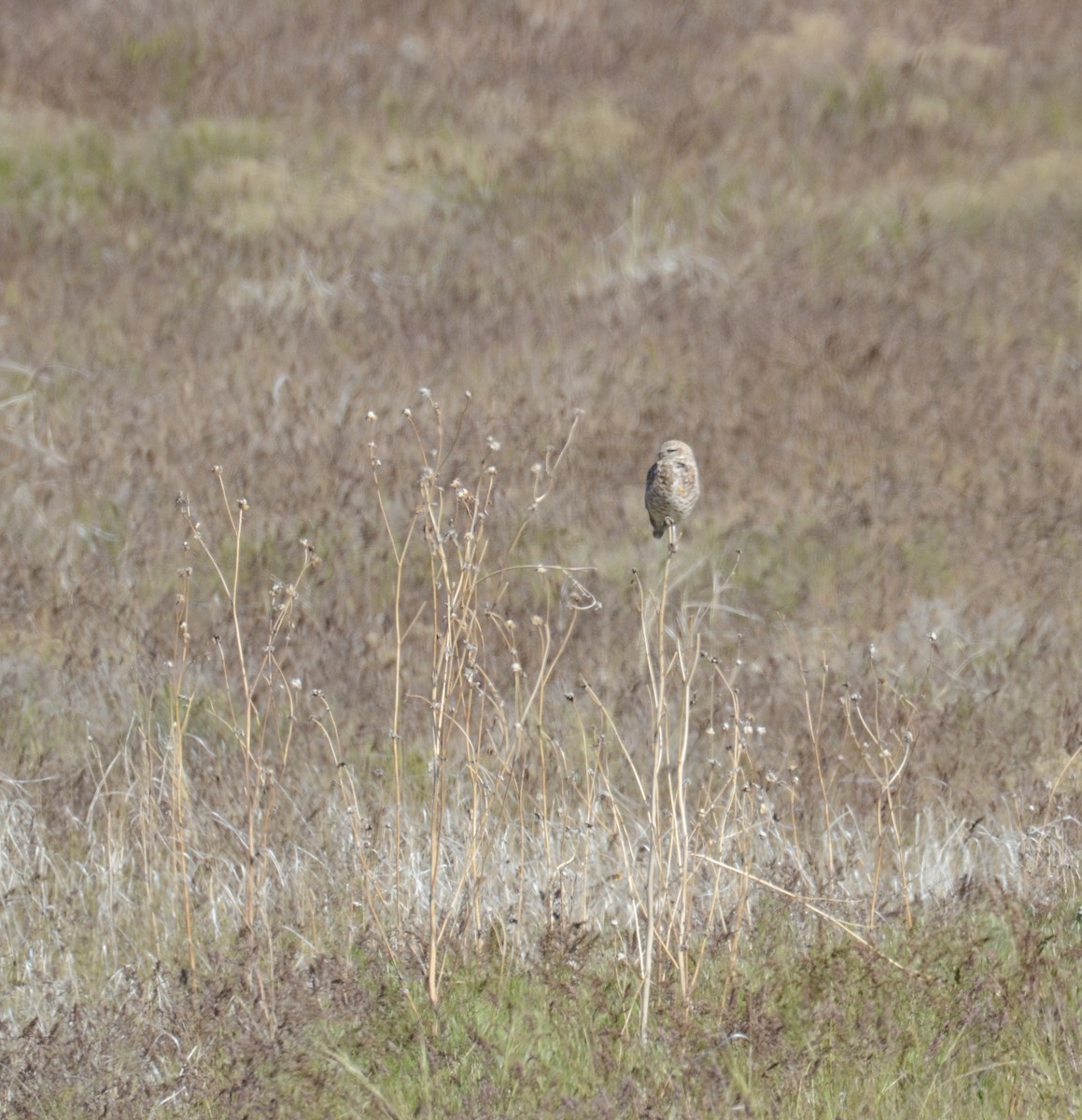 Burrowing Owl - Leah Waldner