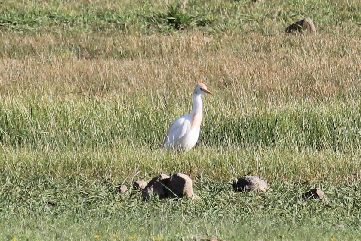 Египетская цапля (ibis) - ML619429619