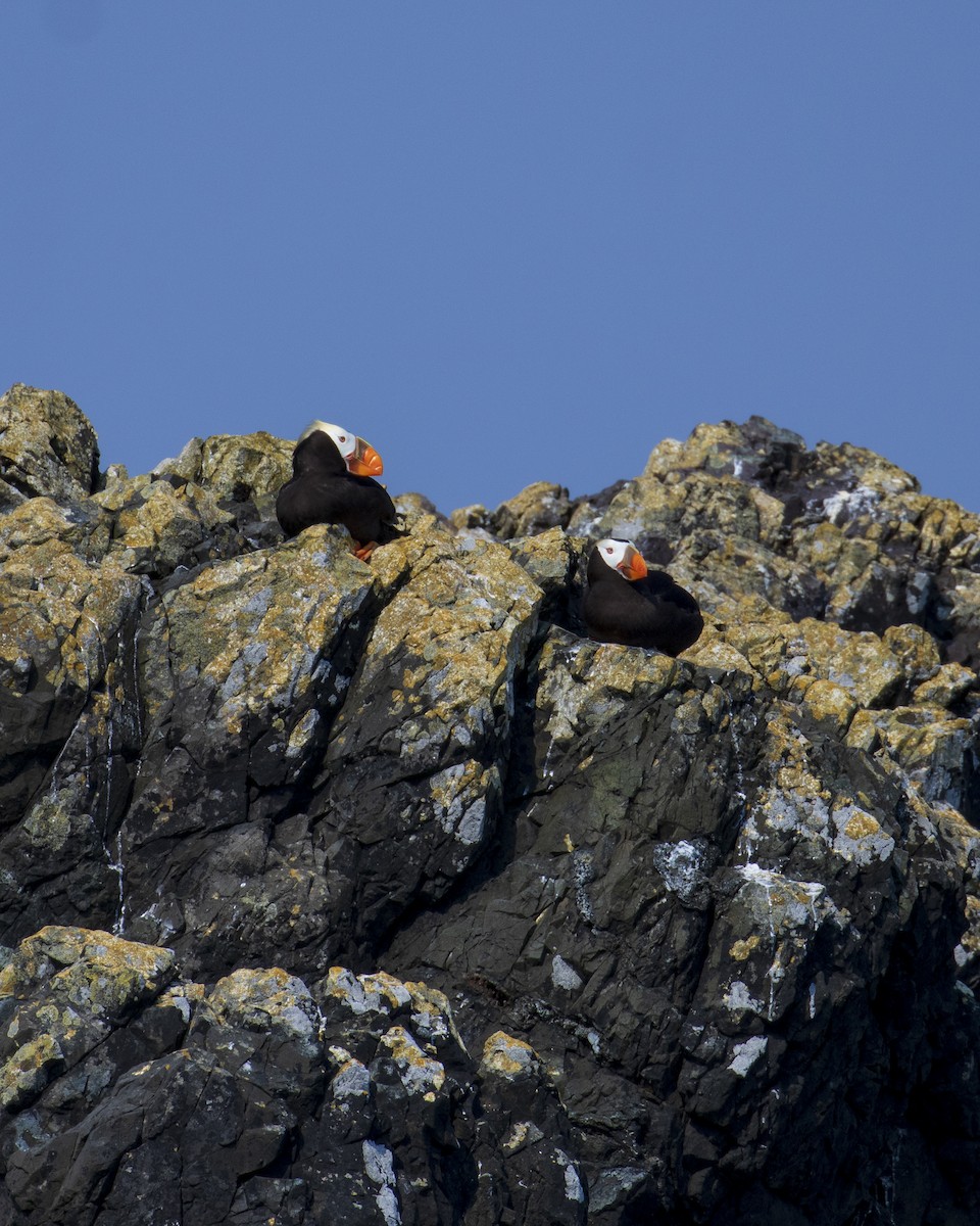 Tufted Puffin - Mark Sawyer